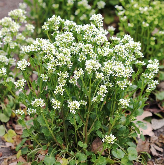 Cochlearia officinalis, or Scurvy-grass. In Scandinavia it grows on gravel beaches and crevices of beach cliffs